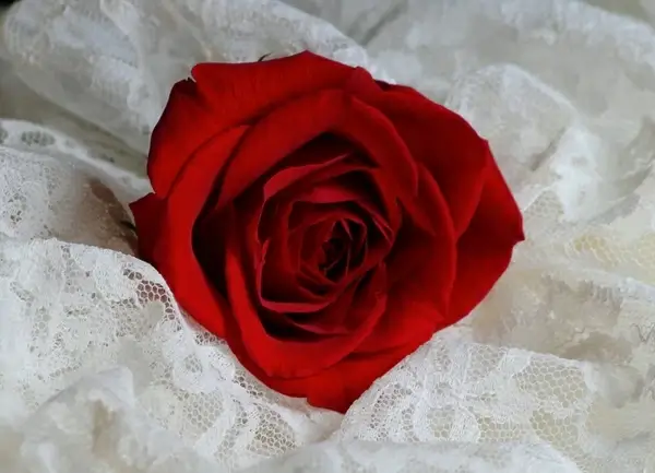 red rose flower blossom petals