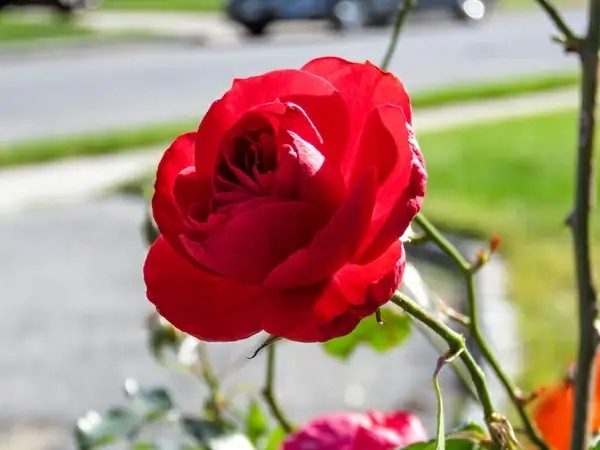 red rose in sunlight