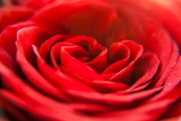red rose says i love you
