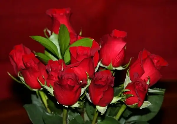 red roses flowers flora 