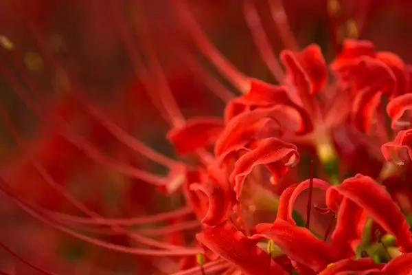 red spider lily