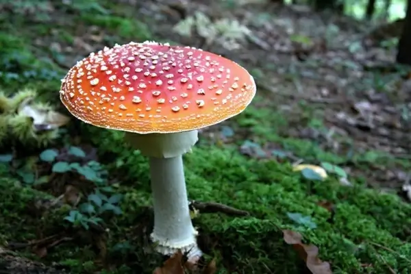 red toadstool