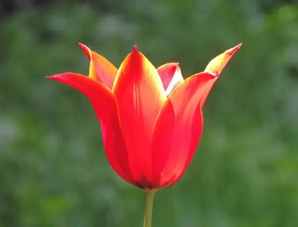 red tulip