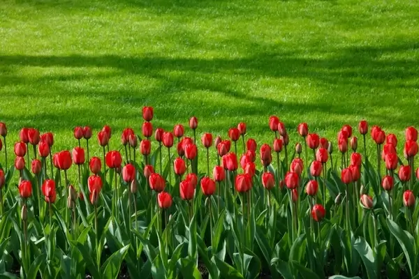 red tulip row