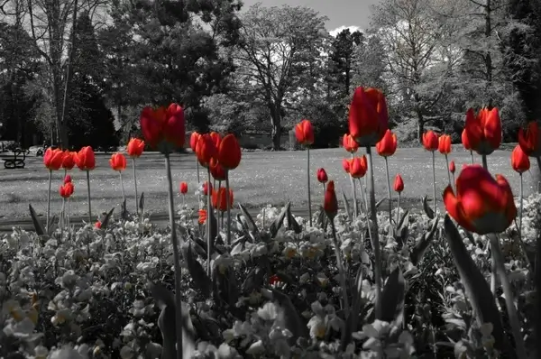 red tulips