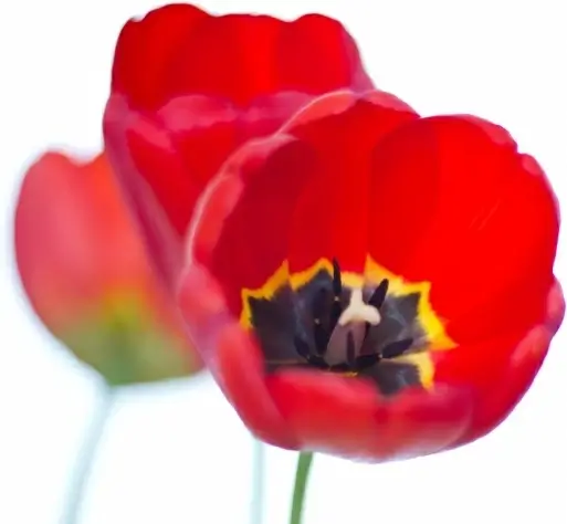 red tulips