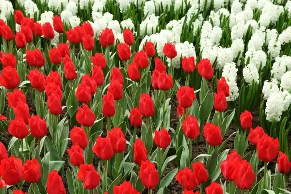 red tulips and white hyacinths 