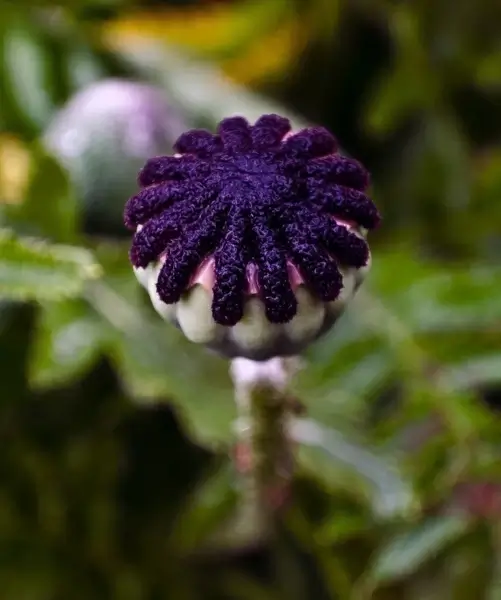 red weed
