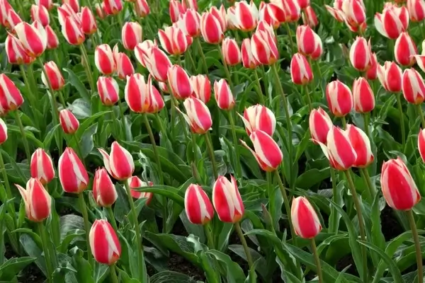 red white tulips