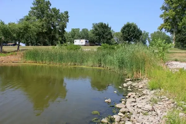 reeds along the lakeshore at horseshoe lake state park illinois