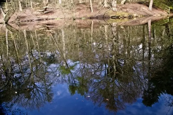 reflection in water