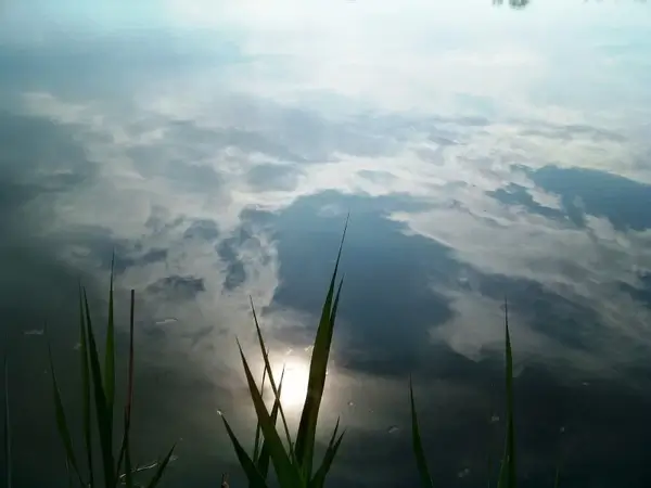 reflection water cane