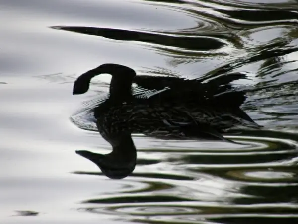 reflex duck