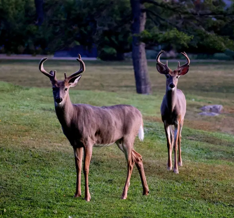 reindeer herd picture cute elegant