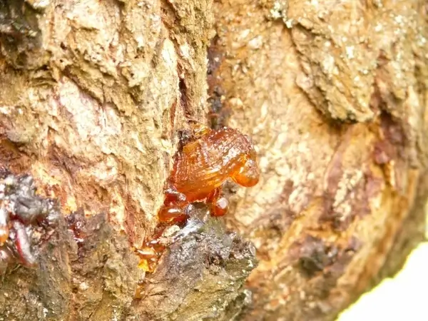 resin tree lebendharzung