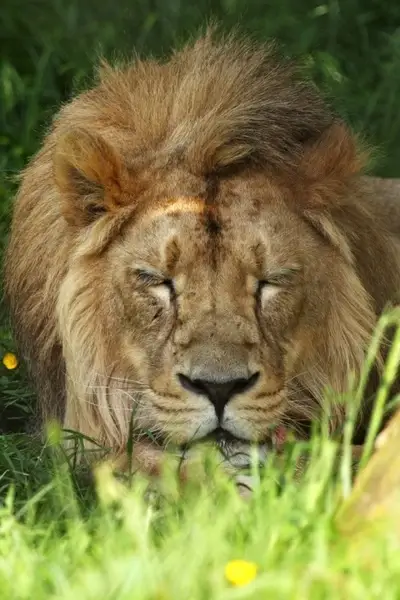 resting lion