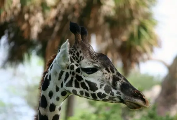reticulated giraffe long neck somali giraffe