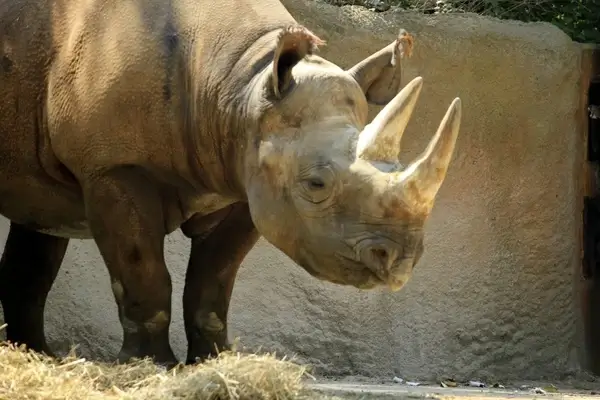 rhino
