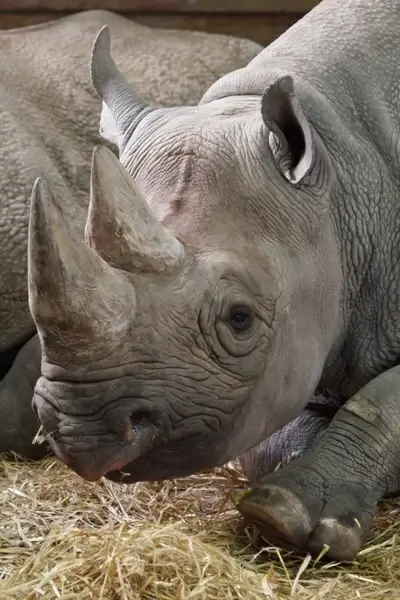 rhino head