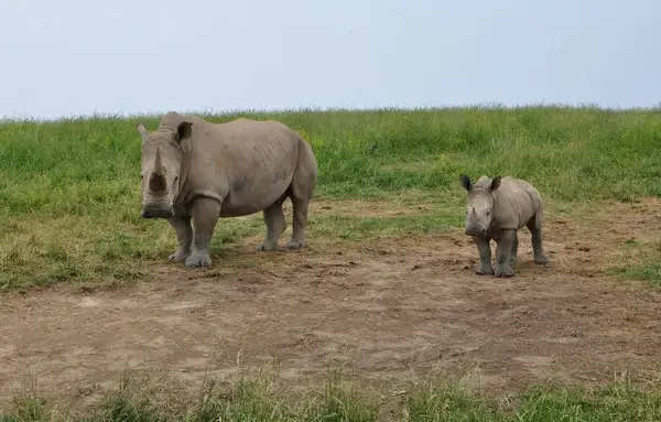 rhino mother amp baby