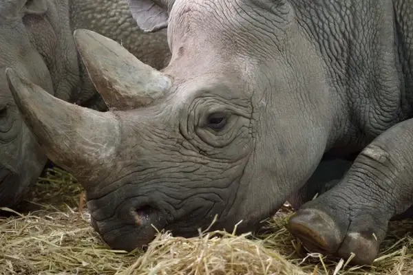 rhinoceros