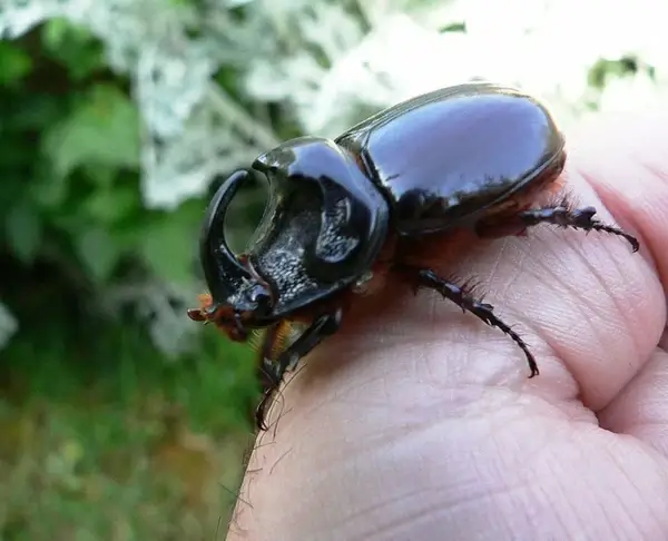 rhinoceros beetle