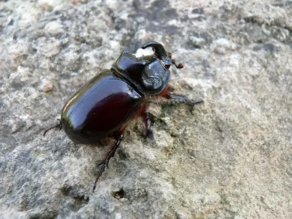 rhinoceros beetle 2