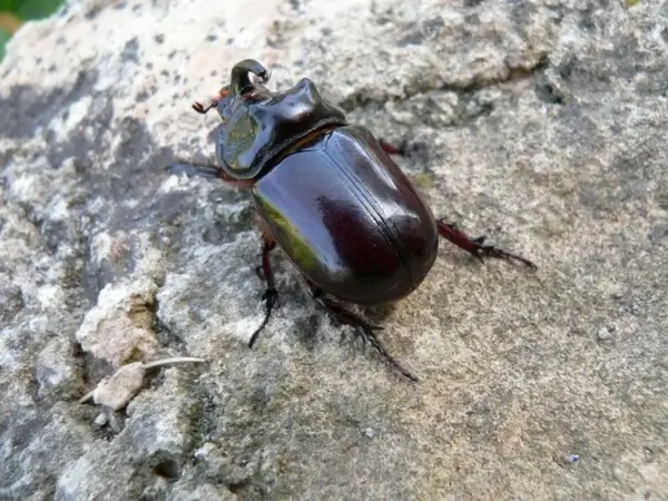 rhinoceros beetle 3