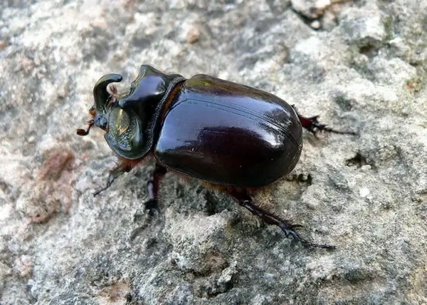 rhinoceros beetle 4