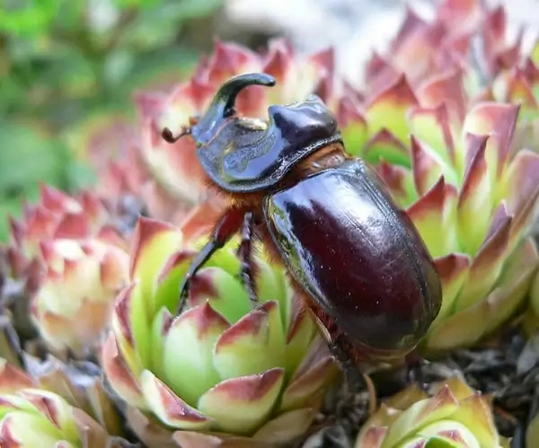 rhinoceros beetle 6
