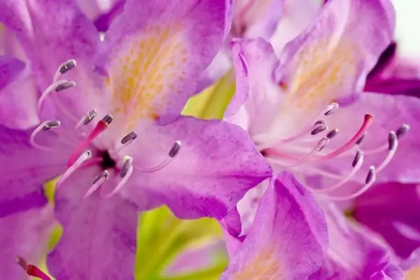 rhododendron