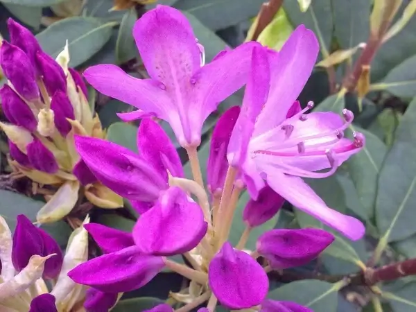 rhododendron pink spring 