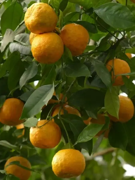 rind fruits bitter oranges