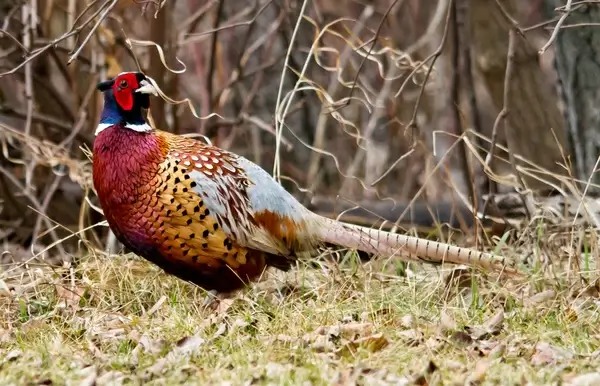 ring necked pheasant