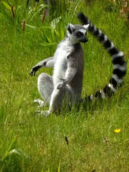 ring tailed lemur prosimians lemurs