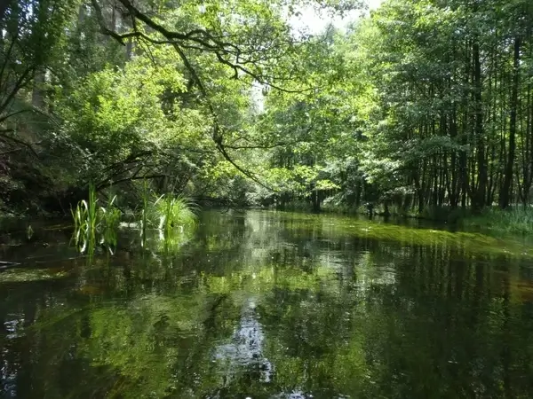 river green nature