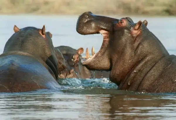 river horse hippopotamus hippo