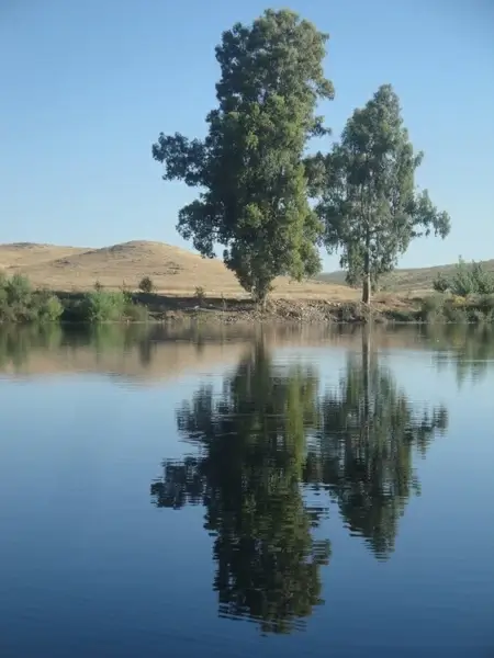 river shore trees