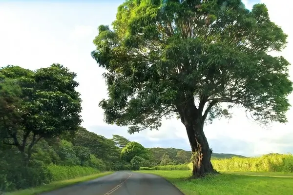 road by large tree