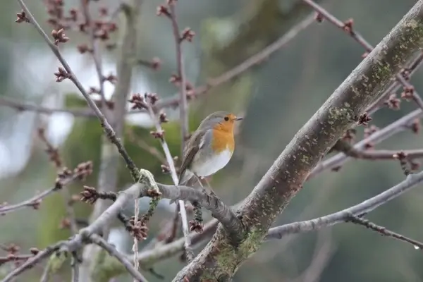 robin bird nature