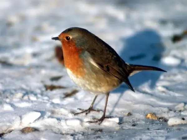 robin in the snow