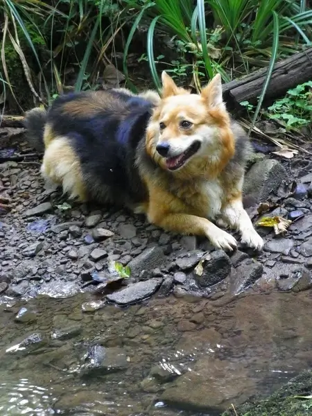ronja dog canis lupus familiaris