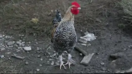 Rooster