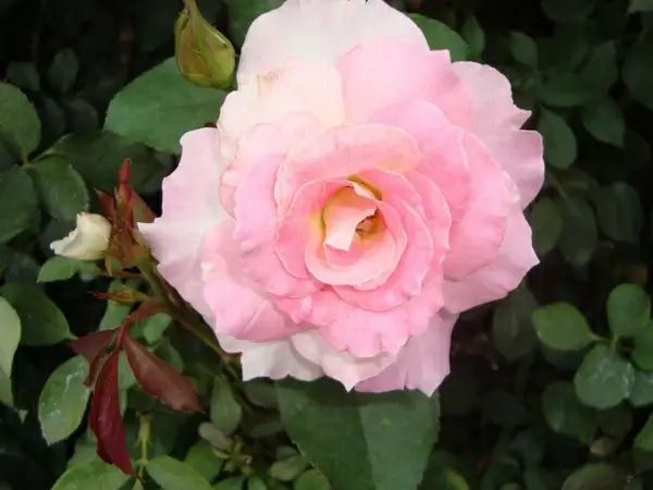 rosa flower pink