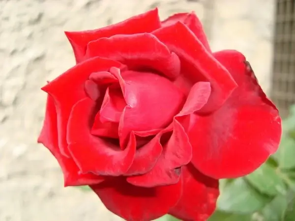rosa red flower red rose
