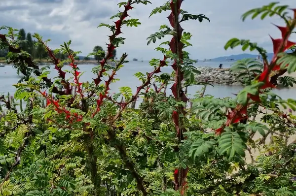 rosasericeasubspomeiensisformapteracantha wingedthornrose sunsetbeach cutler 20150712 151229