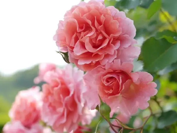 rose 