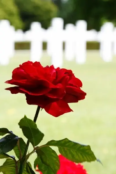 rose at war memorial