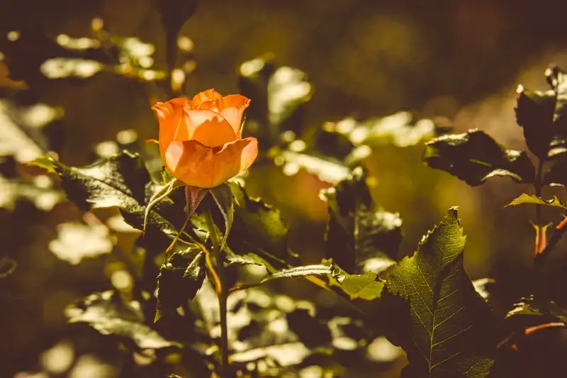 rose backdrop picture dark blurred