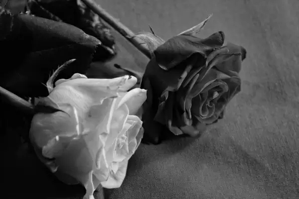 rose black white love 